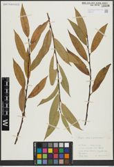Foto von Salix alba L. x Salix pentandra L.